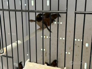 Passere del giappone