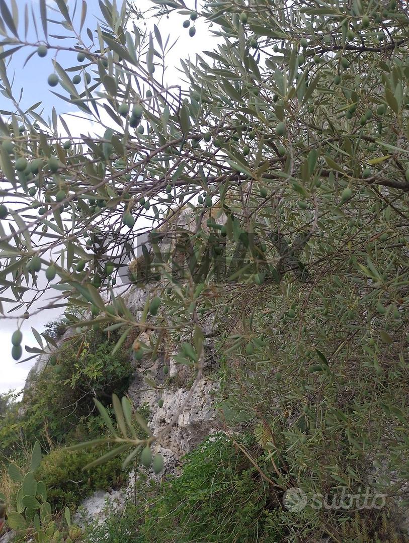 Terreno - Siracusa - Vista 4