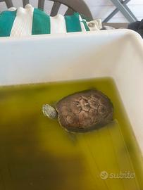 Tartaruga d'acqua dolce