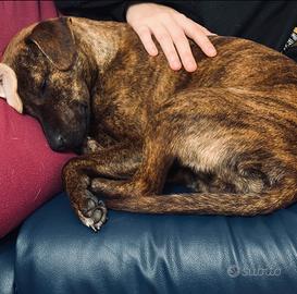 Adozione meticcio taglia piccola