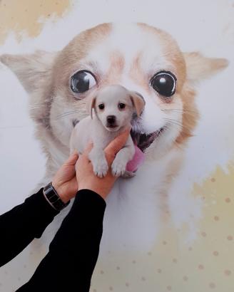 Chihuahua Mix Maschietto