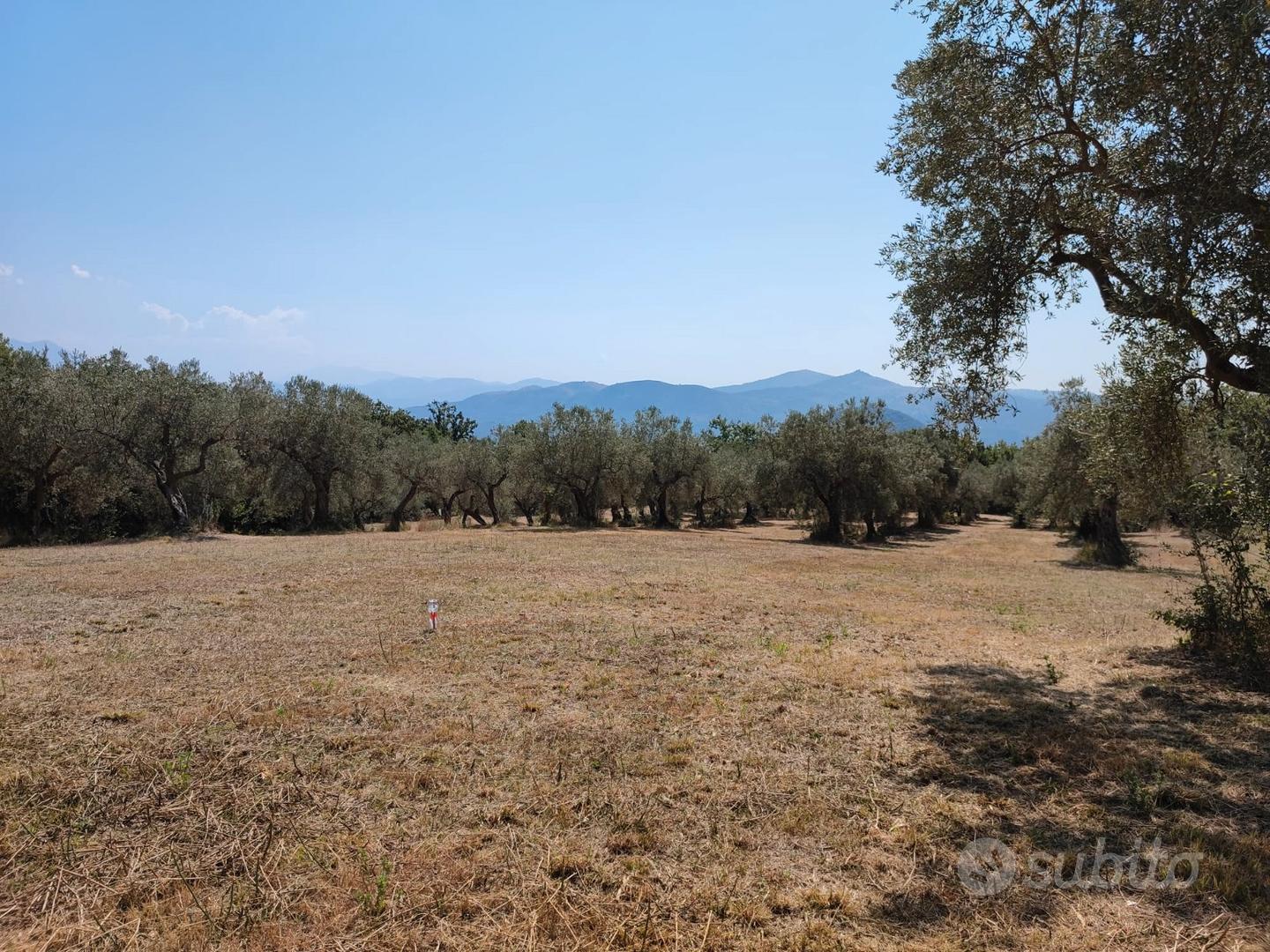 Terreno agricolo con uliveto di 15.633 m² - Vista 5