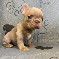 BULLDOG Francese esotico blu new Shade Isabella