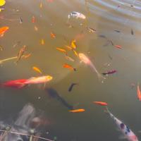 Pesciolini koi