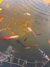 Pesciolini koi