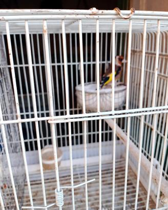 Tre cardellini maschi anellati foi