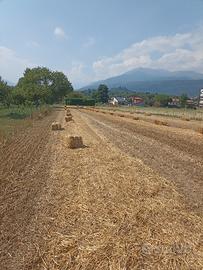Paglia 