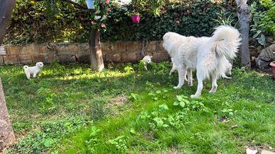 Maremmano Abruzzese