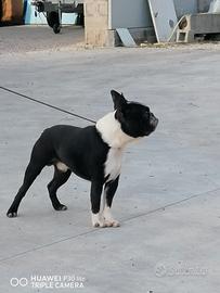 Boston terrier 