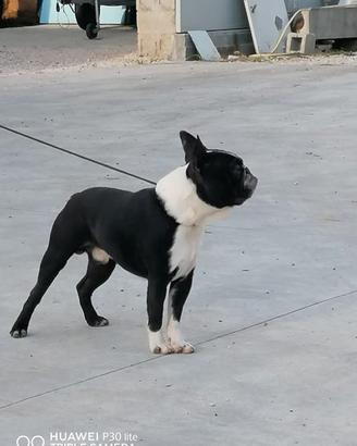 Boston terrier 