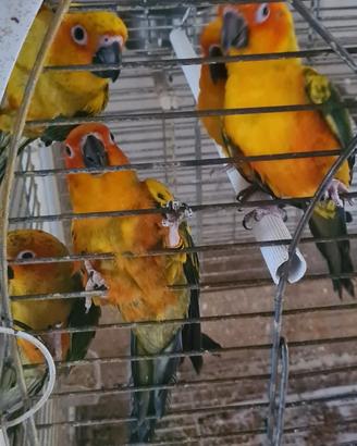 Pappagalli allevati a mano, dolcissimi e già abitu