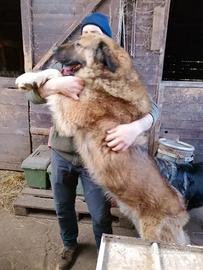 Vero pastore del caucaso: cuccioli