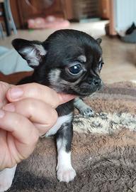 Chihuahua femmina mini toy