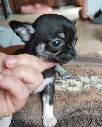 Chihuahua femmina mini toy