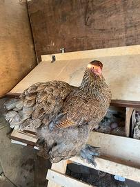 Brahma perniciata e gallo moroseta