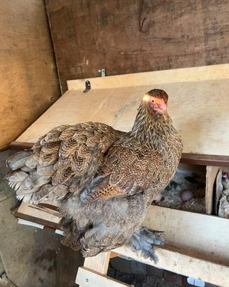 Brahma perniciata e gallo moroseta