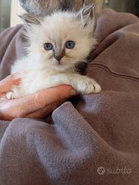 Sacro di Birmania cuccioli