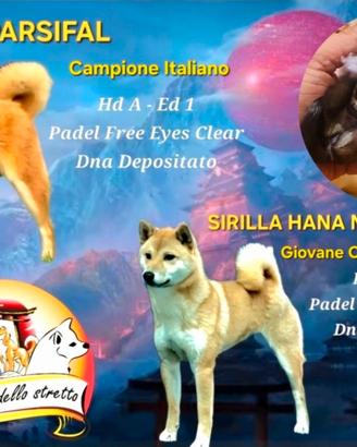 Shiba inu