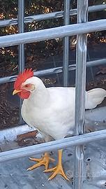 Galli Livornesi