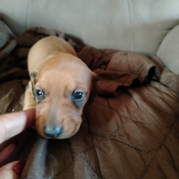 Cuccioli di bassotto