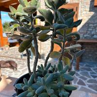 Pianta grassa varietà kalanchoe