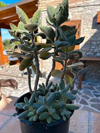 Pianta grassa varietà kalanchoe