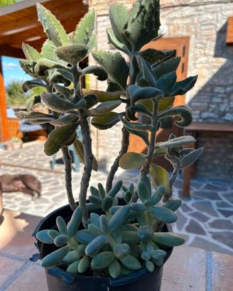 Pianta grassa varietà kalanchoe
