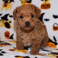 Cuccioli barboncini toy maschi femmine