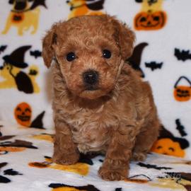 Cuccioli barboncini toy maschi femmine