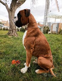 Boxer maschio disponibile per accoppiamento