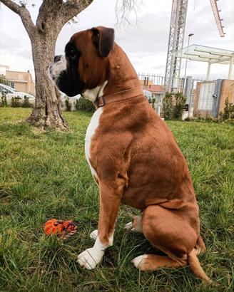 Boxer maschio disponibile per accoppiamento