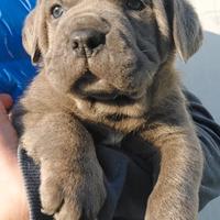 Cane Corso