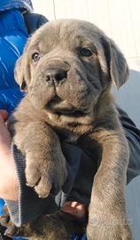 Cane Corso