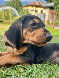 Cuccioli segugio italiano