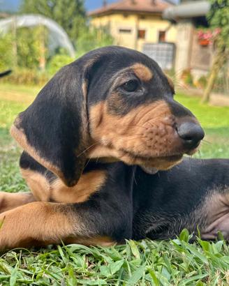 Cuccioli segugio italiano