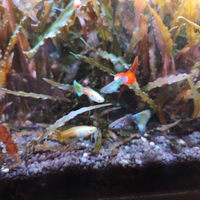 Guppy, pesci acquario