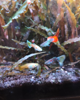 Guppy, pesci acquario
