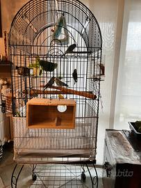 Uccelli e gabbia
