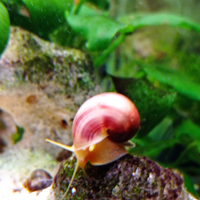 Lumache acquario tropicale ampullarie