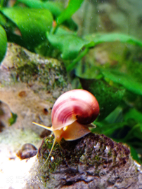 Lumache acquario tropicale ampullarie