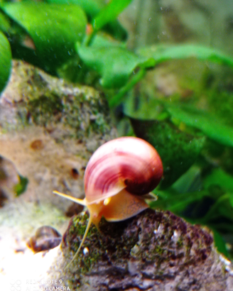 Lumache acquario tropicale ampullarie