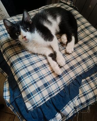 gattina piccola 