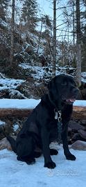 Rio il Labrador 