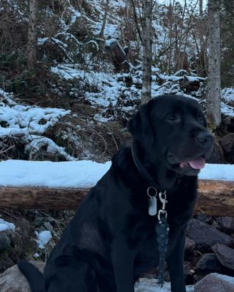 Rio il Labrador 
