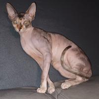 Femmina sphynx