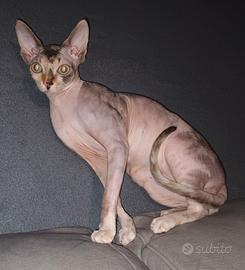 Femmina sphynx