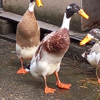 Anatra corritrice maschio