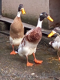 Anatra corritrice maschio