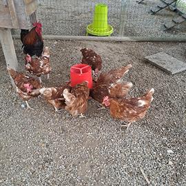 Galline ovaiole