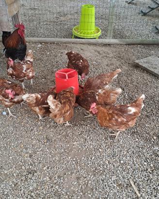 Galline ovaiole